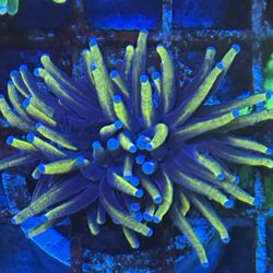 Fake Coral Decoration 