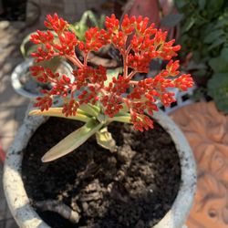 Beautiful Red Flowers Succulent. 