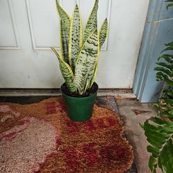 Sanseveria 