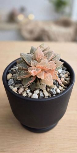 Hybrid Haworthia