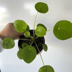 Rare Chinese Money Plant Live