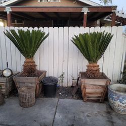 Palm Trees/Palmas - 2