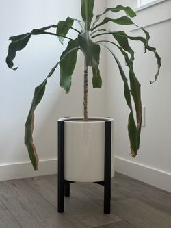 Dracaena Fragrans Plant (Pot and Stand Included)