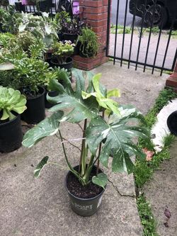 Monstera Deliciosa ‘thai Constellation ‘