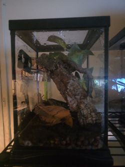 Bio Active Crested Gecko Reptile Tank