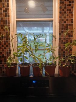 Plants