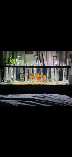 Aquarium logs