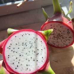 Sweet White Fresh Dragon Fruit Plant In 15 Gallons Pot 