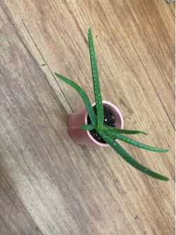 Plant Bundle
