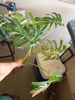 Large monstera albo clipping