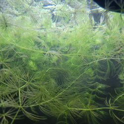 Ceratophyllum Demersum Hornwort Aquarium Plants
