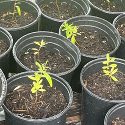 Pomegranate Seedlings 