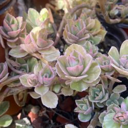 Lobster flower plant