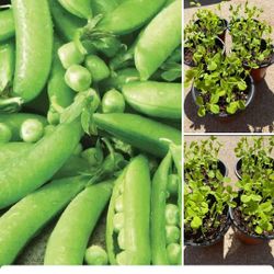 Sugar snap organic plants$6 Each pot