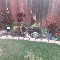 Succulents For Sale All Kinds
