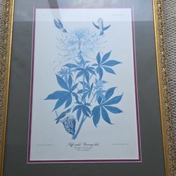 Ruff Necked Hummingbird 