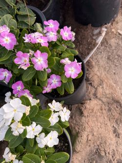 Vinca