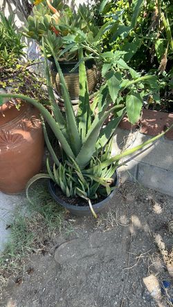 Savila/Aloe Vera plant
