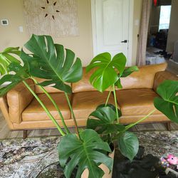 Monstera Plant Healthy & Large