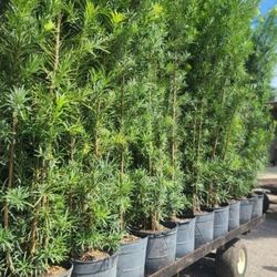 Beautiful Podocarpus Plants For Inmediate Privacy!!! 6 Feet Tall!! Fertilized 