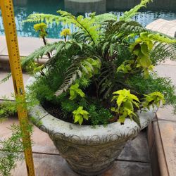 Large PATIO PLANTERS with Plants