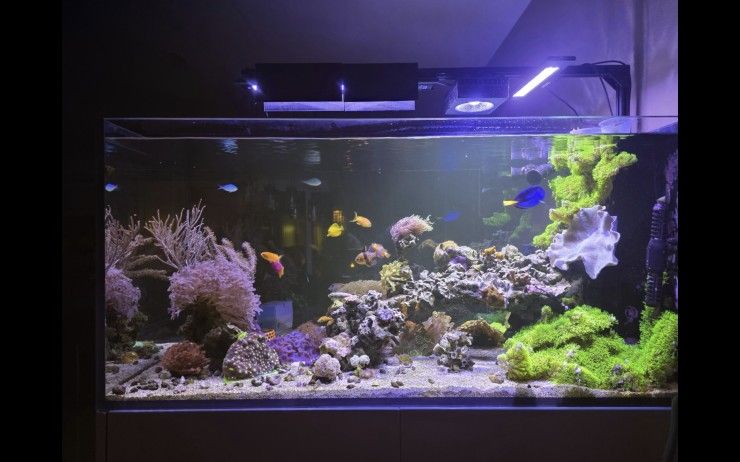 A Turnkey Coral Reef Aquarium: Your Chance to Own a Thriving Ecosystem