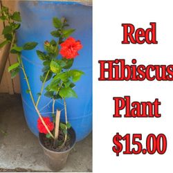 Red Hibiscus Plant 