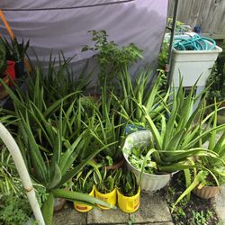 ALOE PLANTS