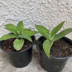 Bundle of 2 - 6 Inch Pots Succulent Plant - Foxtail Agave Attenuata - Swan’s Neck Agave - Stablished Plants - Drought Resistant - 🪴