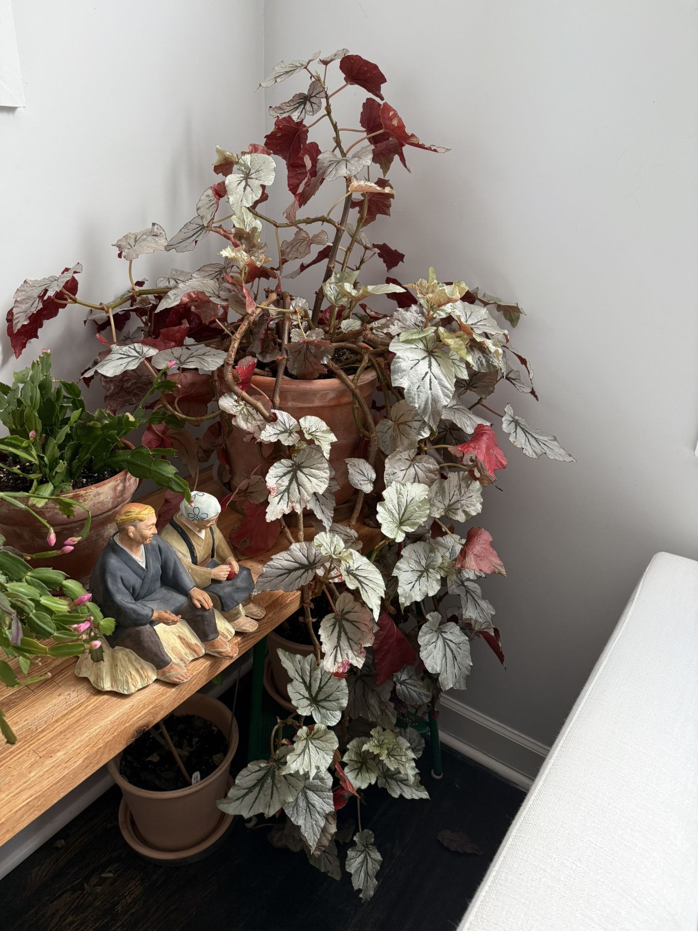 Looking Glass Begonia