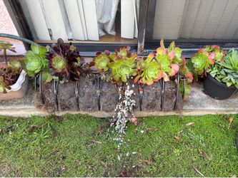 Large Succulent Arrangement in Metal Basket Planter