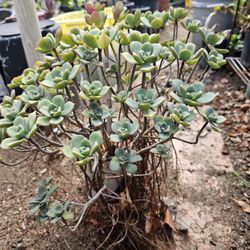 Plant With Pot 10 Years Old 