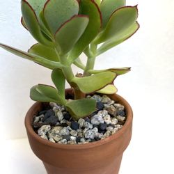 Jade House Plant In 3"H Pot.