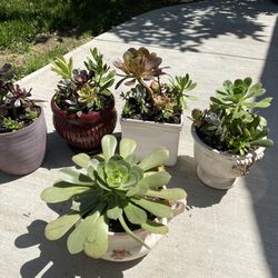 Beautiful Succulents