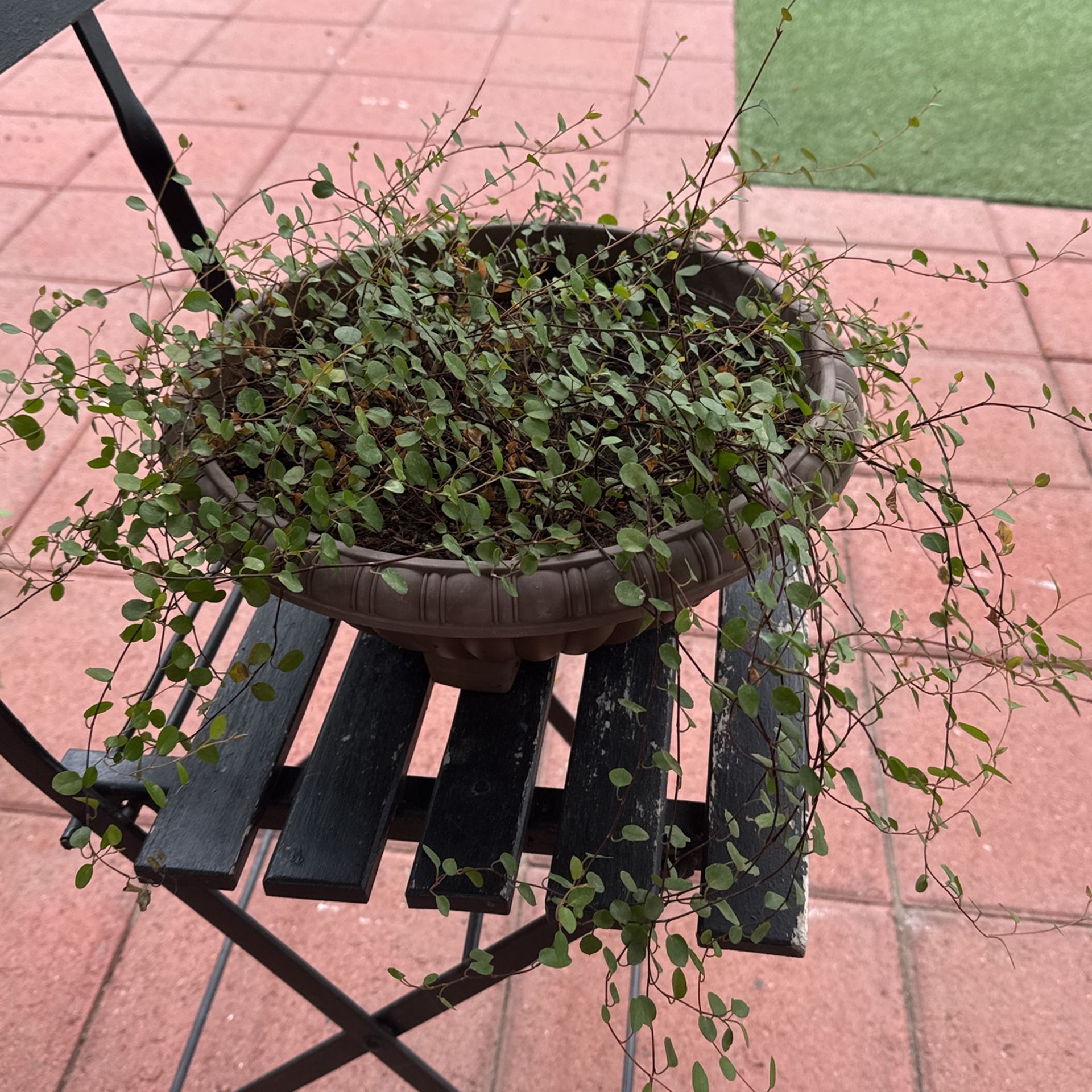 plant
