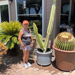 Tall Potted Cactus 