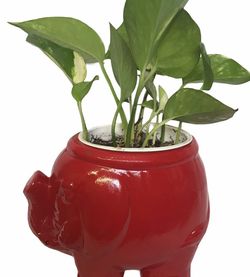 Marble Queen Pothos With Elephant Planters