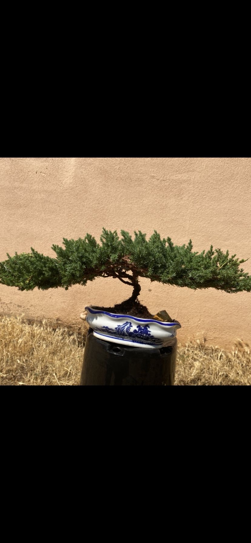 Bonsai Plants For Sale $50 Each Many to choose From