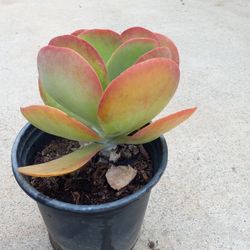 Succulent Plant 6.00 Dlls