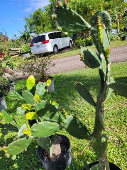 Nopales cactus 🌵