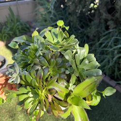 Pretty Succulent 