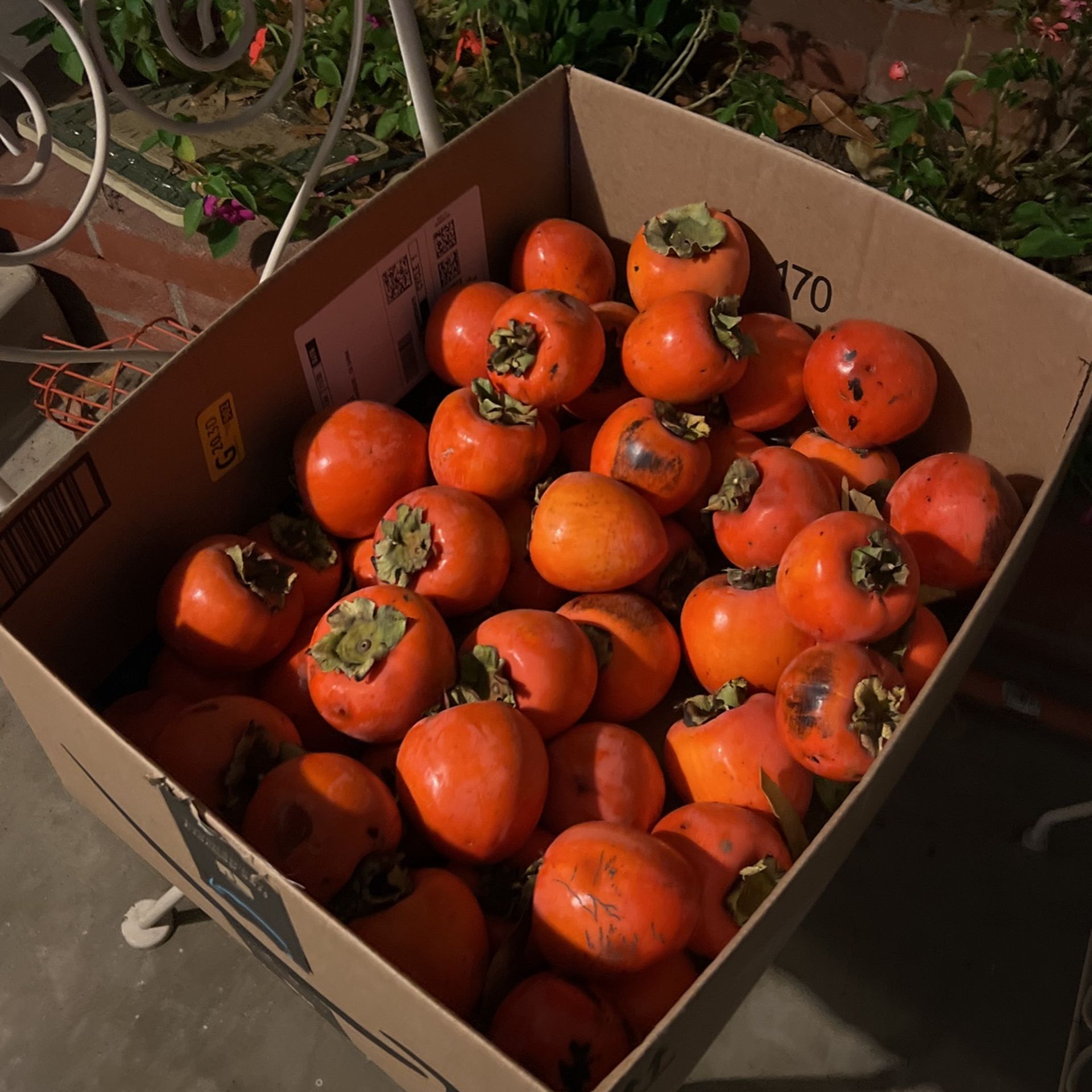 Free Persimmons!! 12 Left
