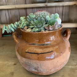 Beautiful Succulent Arrangements 