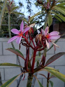 Plumear Fushia Pink