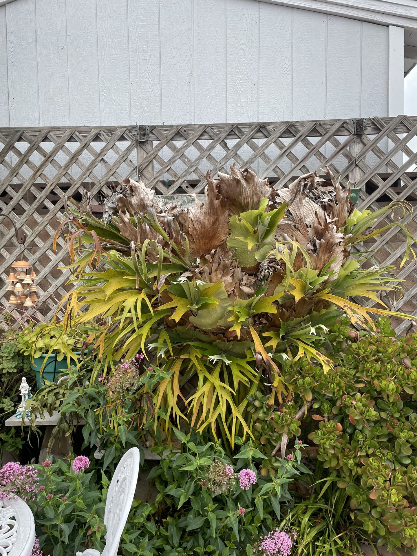 MASSIVE 40 Year Old MOUNTED STAGHORN FERN