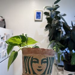 Any Plant $10