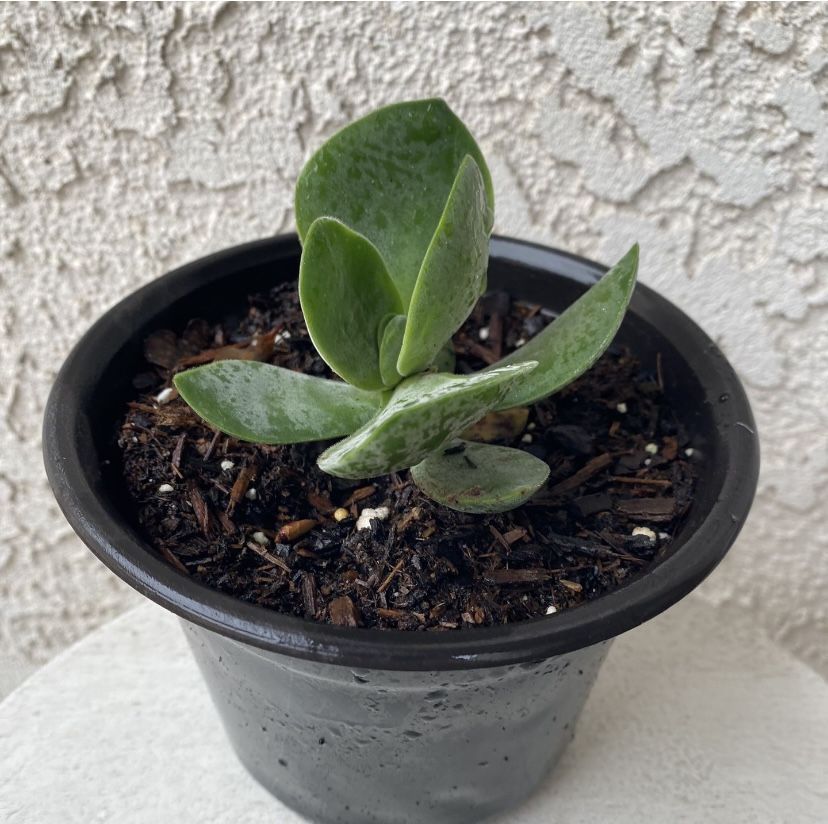 6 Inch Pot Succulent Plant - Crassula Fallwood - Rare Hybrid Succulent - Rooted & Stablished Plant - Drought Resistant 🪴
