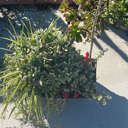 Big Patio Planter