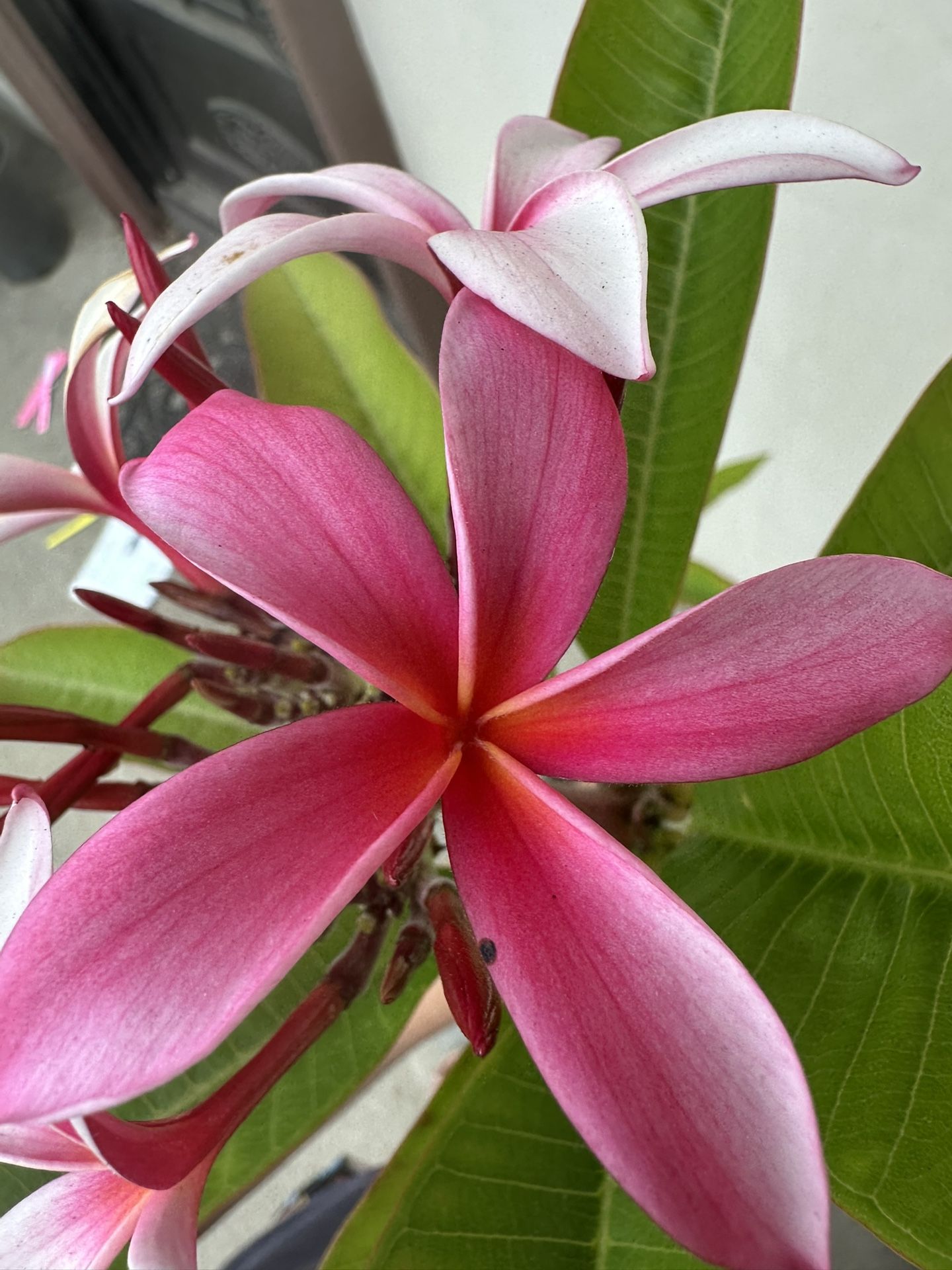 Blooming Plumeria Plant J5