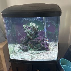 BioCube 32 Fish Tank 